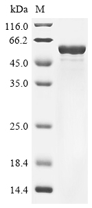SDS-PAGE