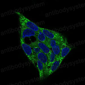 Валидация IF - AntibodySystem RHF03903
