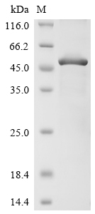 SDS-PAGE