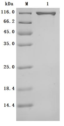 SDS-PAGE