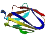 Immunoglobulin Superfamily, Member 16 (IGSF16) Immunoglobulin Superfamily, Member 16 (IGSF16)