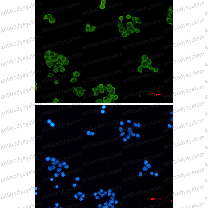 Валидация IF - AntibodySystem RHG10501