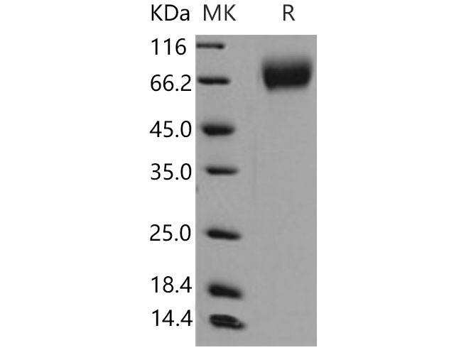 Валидация Elabscience PKSM040844(4803)