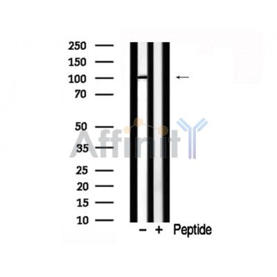 Валидация Affinity AF7783 - 4495