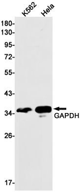 Валидация AssayVector ARM2916(5643)