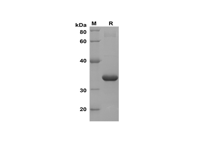 Валидация Elabscience PDEM100189(538)