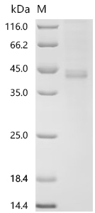SDS-PAGE