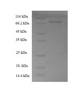 SDS-PAGE