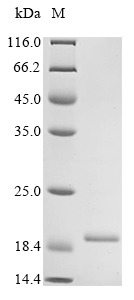 SDS-PAGE