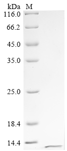 SDS-PAGE