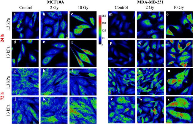 Валидация AssayVector ARM2554(4602)
