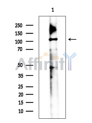 Валидация Affinity DF15575 - 11989