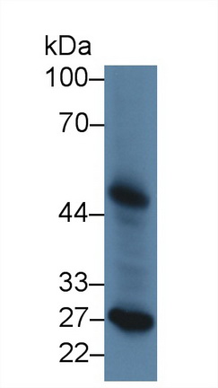 9368