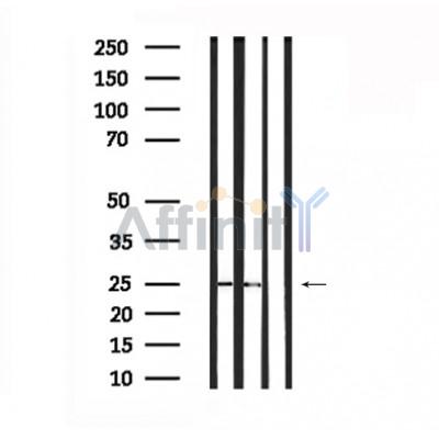 Валидация Affinity DF6133 - 17360