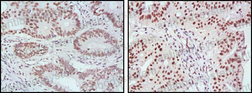 Валидация AntibodySystem RHE27602