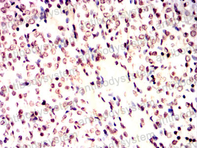 Валидация AntibodySystem RHG48104 (2967)