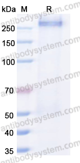 Валидация AntibodySystem EHG91201