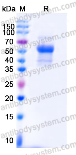 AHD85405, SDS-PAGE