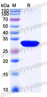 YHC42003, SDS-PAGE