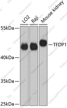 Вестерн-блоттинг, TFDP1, различные клеточные линии