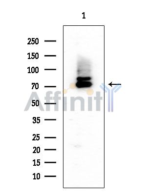 Валидация Affinity DF7559 - 19309