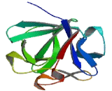 Fibroblast Growth Factor 4 (FGF4) Fibroblast Growth Factor 4 (FGF4)