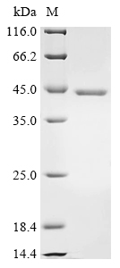 SDS-PAGE