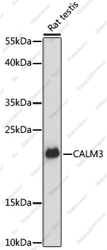 Вестерн-блоттинг, CALM3, ткань семенника крысы