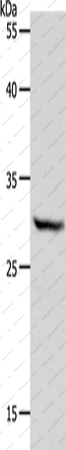 Вестерн-блоттинг, NQO1, клетки HeLa