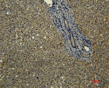 Валидация Elabscience E-AB-22193