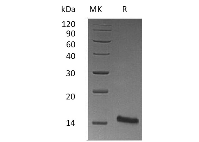 Валидация Elabscience PKSM041269(5165)