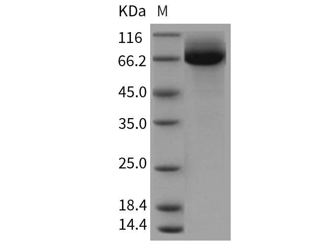 Валидация Elabscience PKSR030279(5625)