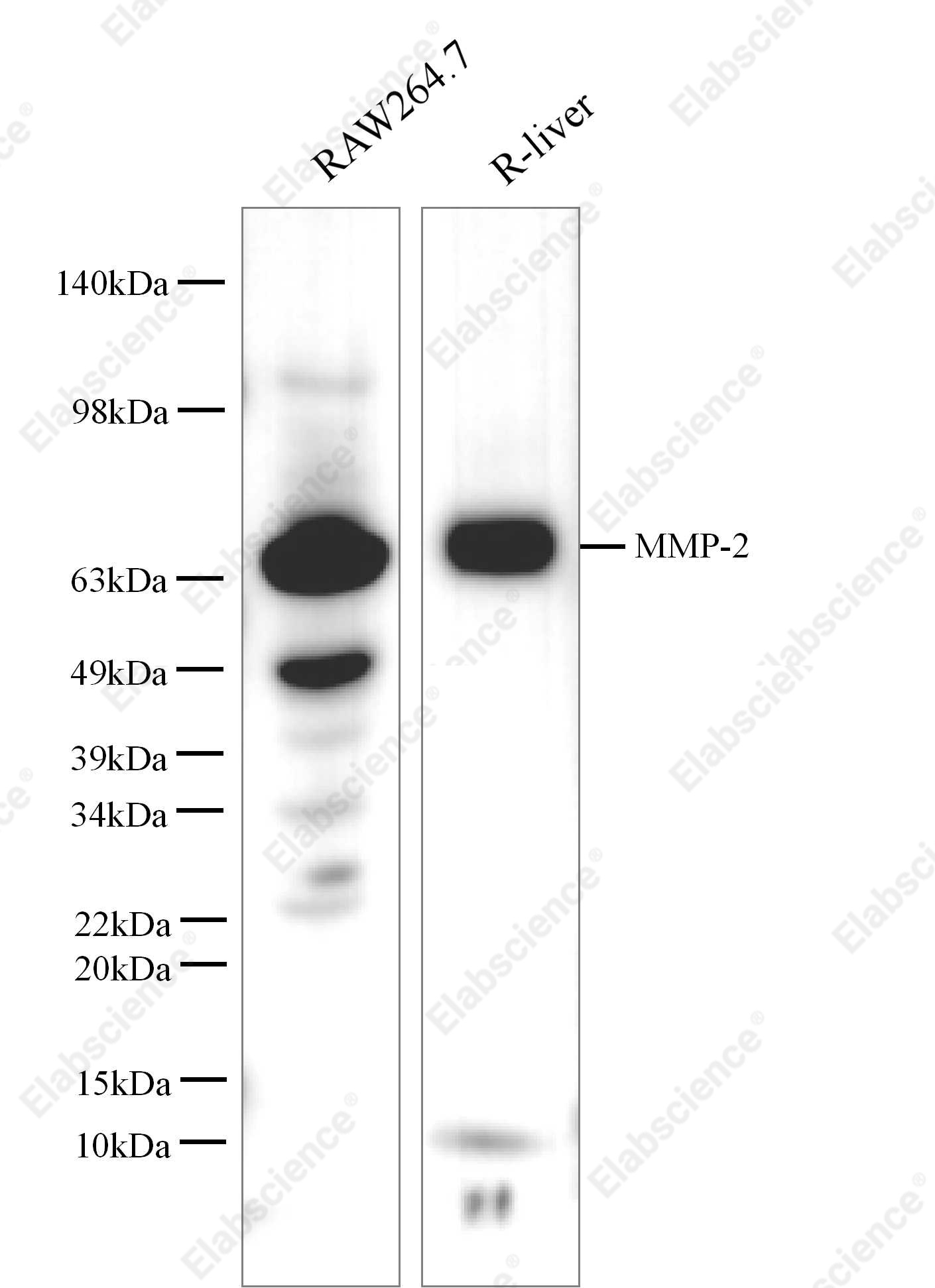 Вестерн-блоттинг, MMP-2, клетки RAW264.7, NIH/3T3, ткань матки мыши и печень крысы