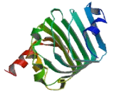 Small Nuclear Ribonucleoprotein Polypeptide A" (SNRPA1)