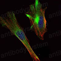 Валидация IF - AntibodySystem RHH86802