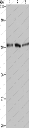 Вестерн-блоттинг, BAG5, клетки A549, HeLa и 293T