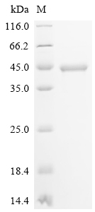 SDS-PAGE