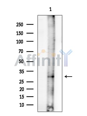 Валидация Affinity AF6613 - 3910
