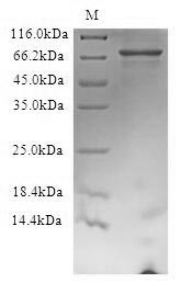 SDS-PAGE