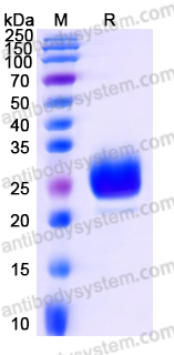 EHC94602, SDS-PAGE