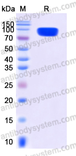 EHD82601, SDS-PAGE