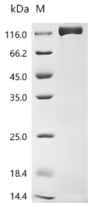 SDS-PAGE