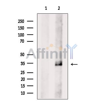 Валидация Affinity AF6371 - 3666