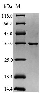 SDS-PAGE