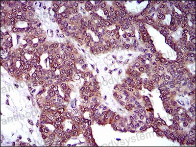 Валидация AntibodySystem RHA11501 (38)