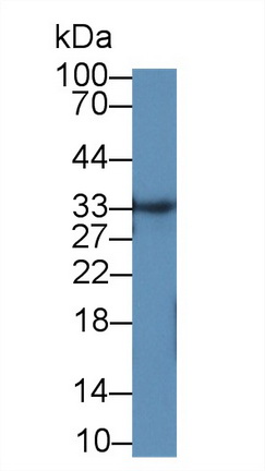 12963
