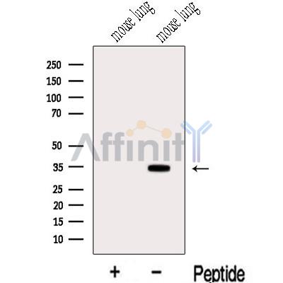 Валидация Affinity DF13140 - 8081