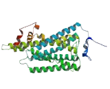 Vomeronasal 1 Receptor 5 (VN1R5) Vomeronasal 1 Receptor 5 (VN1R5)