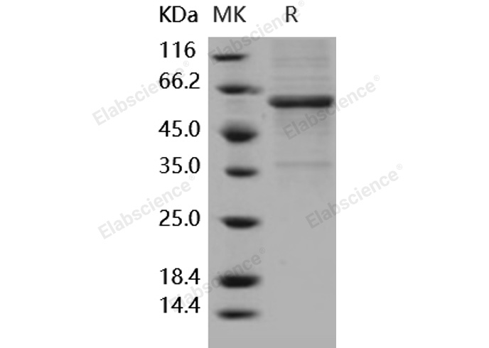 Валидация Elabscience PKSH031734(2371)