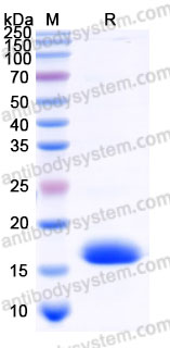 AMD46502, SDS-PAGE